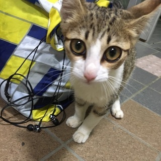 生後5〜6ヶ月の甘えんぼな猫