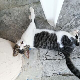 せそこのねこ　ちゅうくらいの大きさ