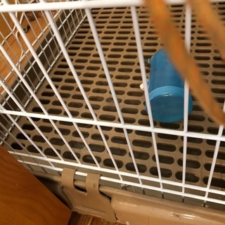 キャットゲージの画像