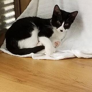 里親さん募集中です😸