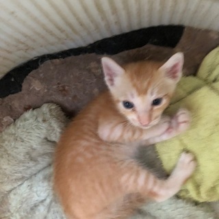 『里親募集』7月18日生まれの子猫たち