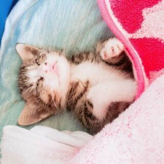 【急募】生後１０日～２週間の子猫