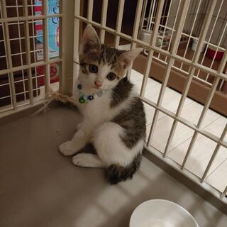 すぐにこちらで優しい里親様との出会いがありました(*^^*)あり...