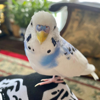 【解決済】迷い鳥！白と青のセキセイインコ探してます！静岡市葵区北安東