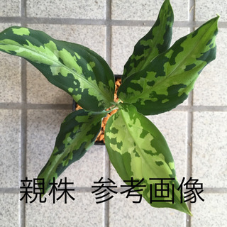 AZ便 1212-4 子株