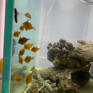 海水魚 カワハギ