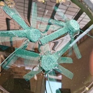 めだか４匹３00円の画像