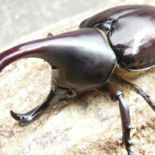 ①フローレンシスニセヒメカブト幼虫10匹セット