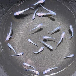 鱂(めだか)鰭長系体外光系31日(月)限定の画像