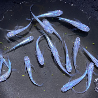 鱂(めだか)鰭長系体外光系31日(月)限定の画像