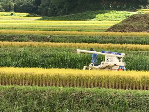 【新米コシヒカリ30ｷﾛ】令和2年度予約受付