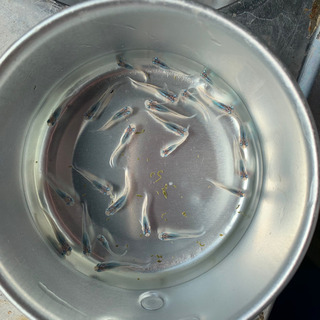 ✨メダカ✨の画像