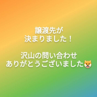 雑種　白い犬　　♂5歳　第一候補様とお話が進んでいるので一旦募集...