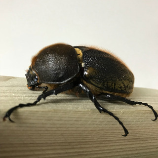 ヘラクレス ヘラクレス♀【完売御礼】