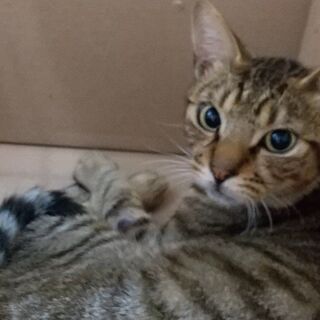 良きご縁に巡り合えました！おしゃべり、天然、爆睡するとちおくん 1才