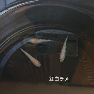 メダカ・めだか・水槽・睡蓮鉢・水草・無人販売