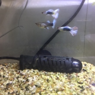 国産グッピードイツイエロータキシードの稚魚10匹+αの画像