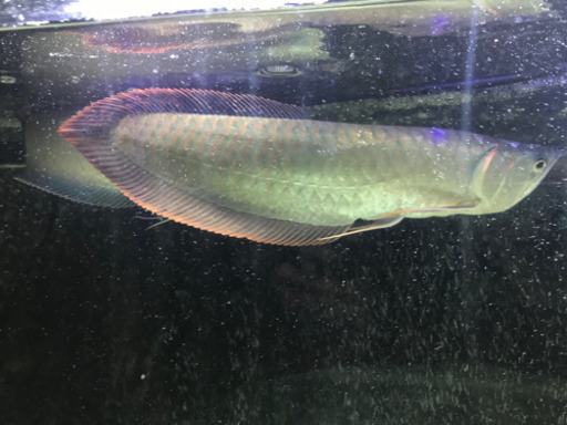 ノーテールシルバーアロワナ