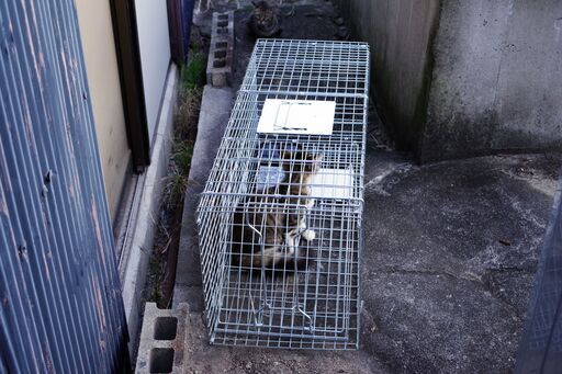 組み立て済み　小動物用捕獲器　ＬＬ　レンタル可能