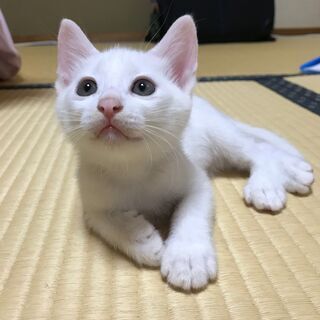 生後56日の茶白、白の元気いっぱいな子猫たち！オス