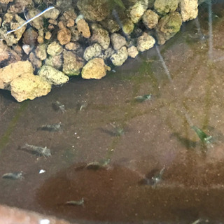 ミナミヌマエビ 5匹