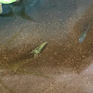ミナミヌマエビ 5匹の画像