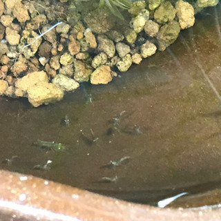 ミナミヌマエビ 5匹の画像