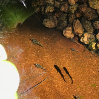 ミナミヌマエビ 5匹の画像