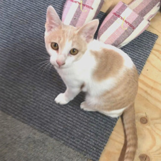 とっても人懐っこい子猫2匹