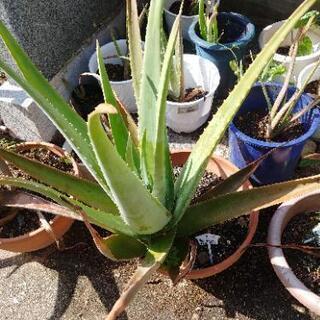 アロエベラ。更に大きくなります。