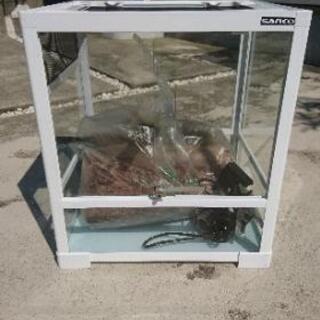 爬虫類用ゲージ