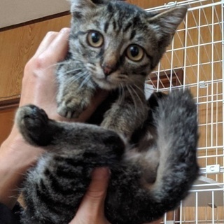4か月のメスのキジ猫