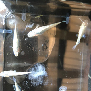 ドラゴンブルーメダカ　1ペア3,000円の画像