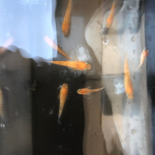 紅白ラメ　メダカ　1ペア2,000円の画像