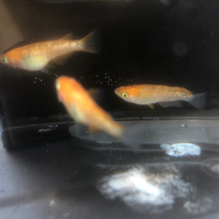 紅白ラメ　メダカ　1ペア2,000円