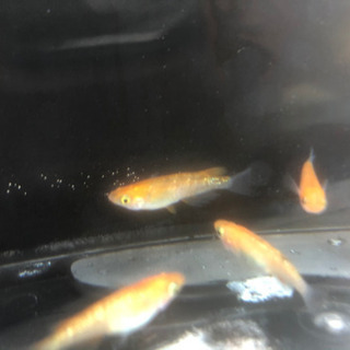 紅白ラメ　メダカ　1ペア2,000円の画像