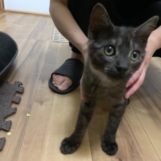 黒シマの雄の子猫
