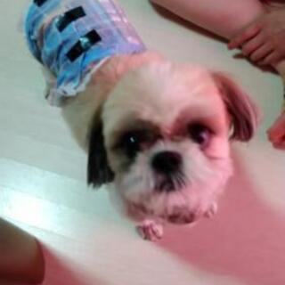 シーズー犬男の子里親募集