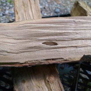 広葉樹の薪！ケヤキ、モチノキ、サンゴジュ、ブナ、タブノキなど。長さ35cm。2夏乾燥。含水率17%程度。茨城県潮来市。の画像
