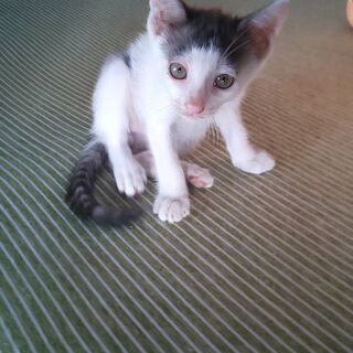 子猫の赤ちゃん