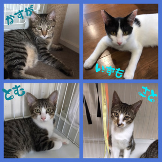 9／5(土)  保護猫☆譲渡会　開催