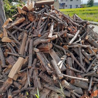 イチイ　ミネゾウ系　１００キロ単位で　