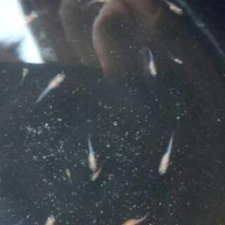 透明鱗紅白 （更紗）メダカの若魚5匹1000円の画像