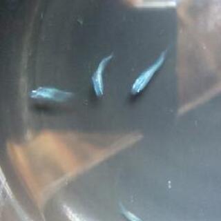 メダカ 鯖の極み10匹の画像