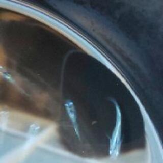 メダカ 鯖の極み10匹の画像