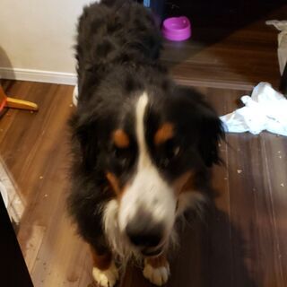 繁殖引退犬のバーニーズです