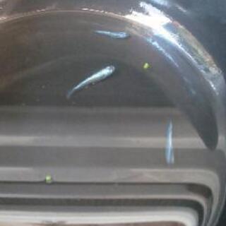 メダカ 一周光稚魚１０匹