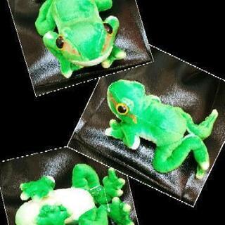 【終了】カエルのぬいぐるみ５匹セットの画像