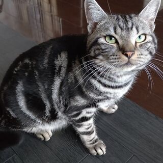 アメリカンショートヘアーをお譲りします。