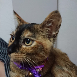 【診察済】甘えん坊の生後約4前後の里親さん募集！！遠方可